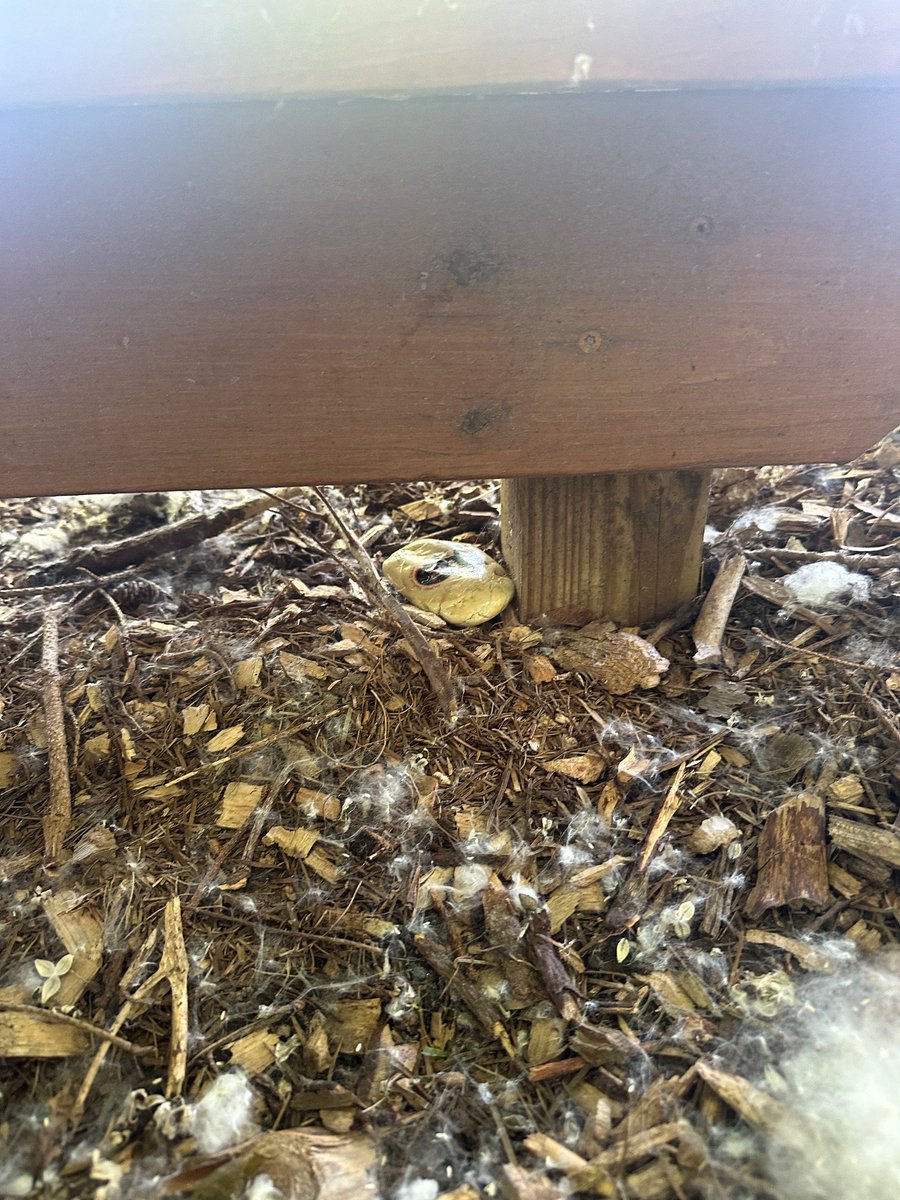 Need a hint?
Here are 3 of the 13 rocks that are still out there.
Can you find one this weekend?