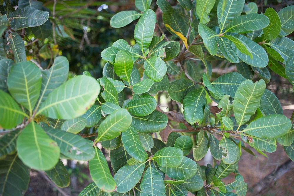 Cashew tree leaves treat

🌿Hypertension 
🌿Diabetes
🌿Low blood level 
🌿Blur vision
🌿Tumour 
🌿Arthritis 
🌿Diarrhoea 
🌿Rheumatism
🌿Low immunity 

Boil either fresh or dried leaves of the plant with water for 15-20 mins. Drink a teacup twice daily. Nature heal.