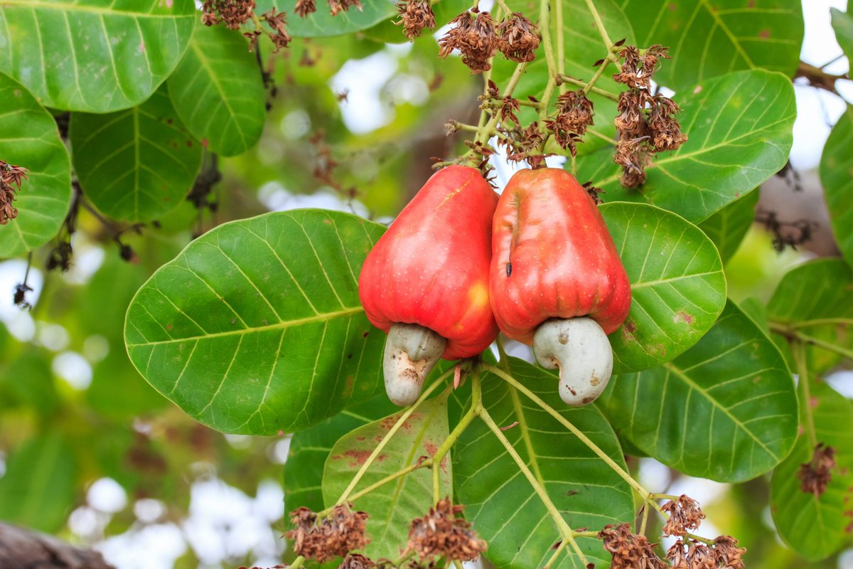 HerbalistChief's tweet photo. Cashew tree leaves treat

🌿Hypertension 
🌿Diabetes
🌿Low blood level 
🌿Blur vision
🌿Tumour 
🌿Arthritis 
🌿Diarrhoea 
🌿Rheumatism
🌿Low immunity 

Boil either fresh or dried leaves of the plant with water for 15-20 mins. Drink a teacup twice daily. Nature heal. https://t.co/BKQWvAnuc0