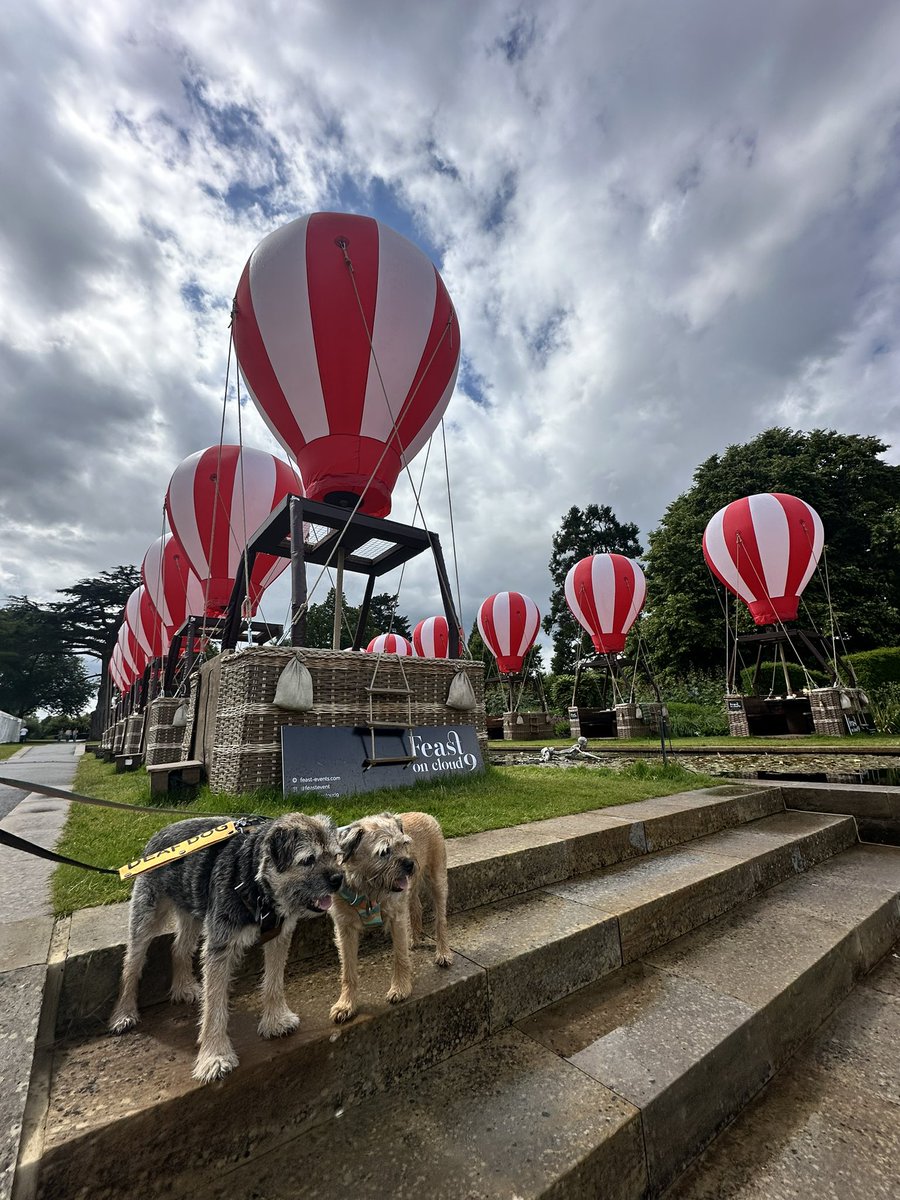 ScrappyN's tweet photo. Pals, it was a miracle #FeastOnCloud9 @TheGroveHotel The weather gods looked kindly in my olds #ScrappyNelson #dogsofX #btposse #fridaymotivation #feastevents And we had a lovely afternoon ππΎβ€οΈπ₯π₯³π https://t.co/OYTqax6XJn
