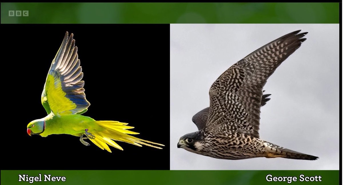 Simon Tollington (@simon_tolly) on Twitter photo Hey <a href="/BBCSpringwatch/">BBC Springwatch</a>. Just to let you know that the photo you featured last night (left) is actually a Mauritius parakeet. It's also my photograph. Seems someone on Flickr is claiming it as their own. Maybe avoid them in future.
Nevertheless, love the show. Keep up the good work. Hey <a href="/BBCSpringwatch/">BBC Springwatch</a>. Just to let you know that the photo you featured last night (left) is actually a Mauritius parakeet. It's also my photograph. Seems someone on Flickr is claiming it as their own. Maybe avoid them in future.
Nevertheless, love the show. Keep up the good work.