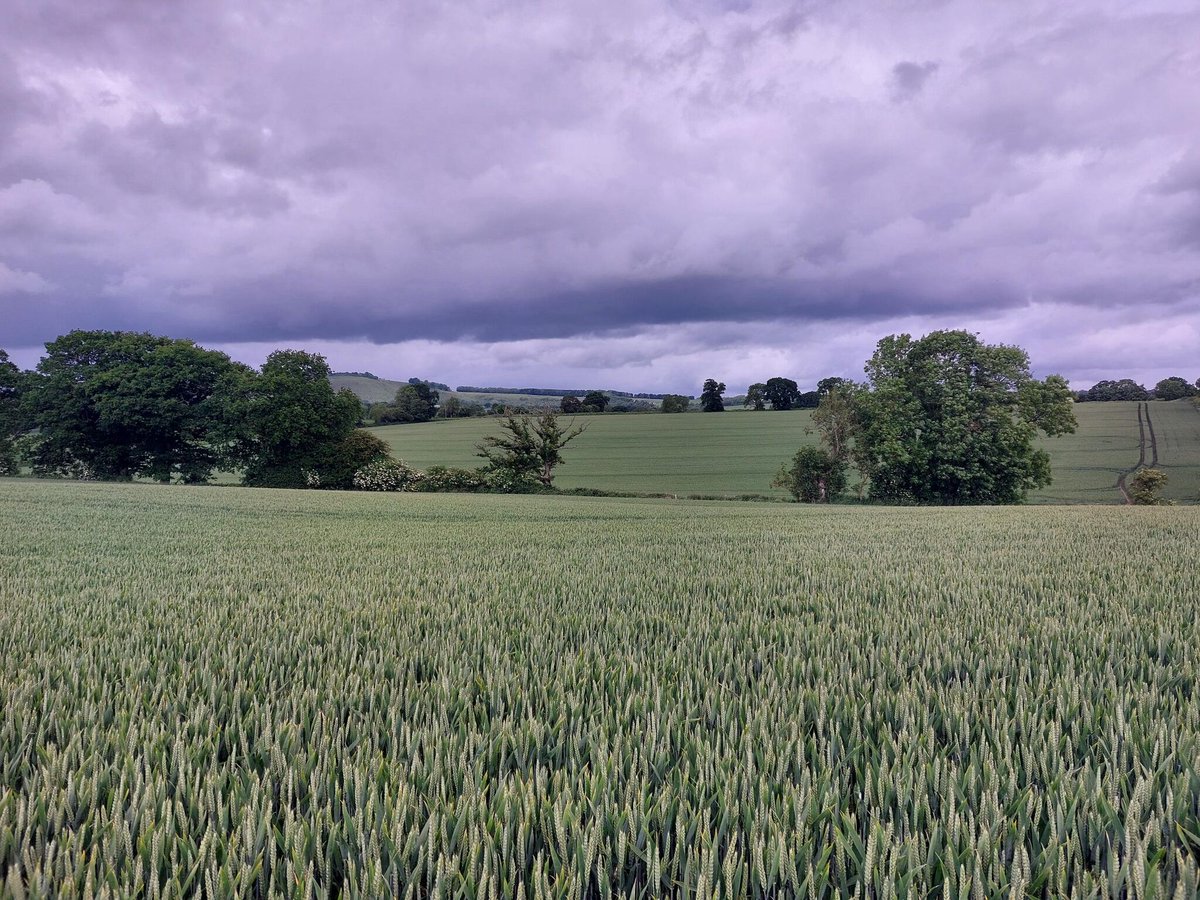 LGSeedsUK tweet media