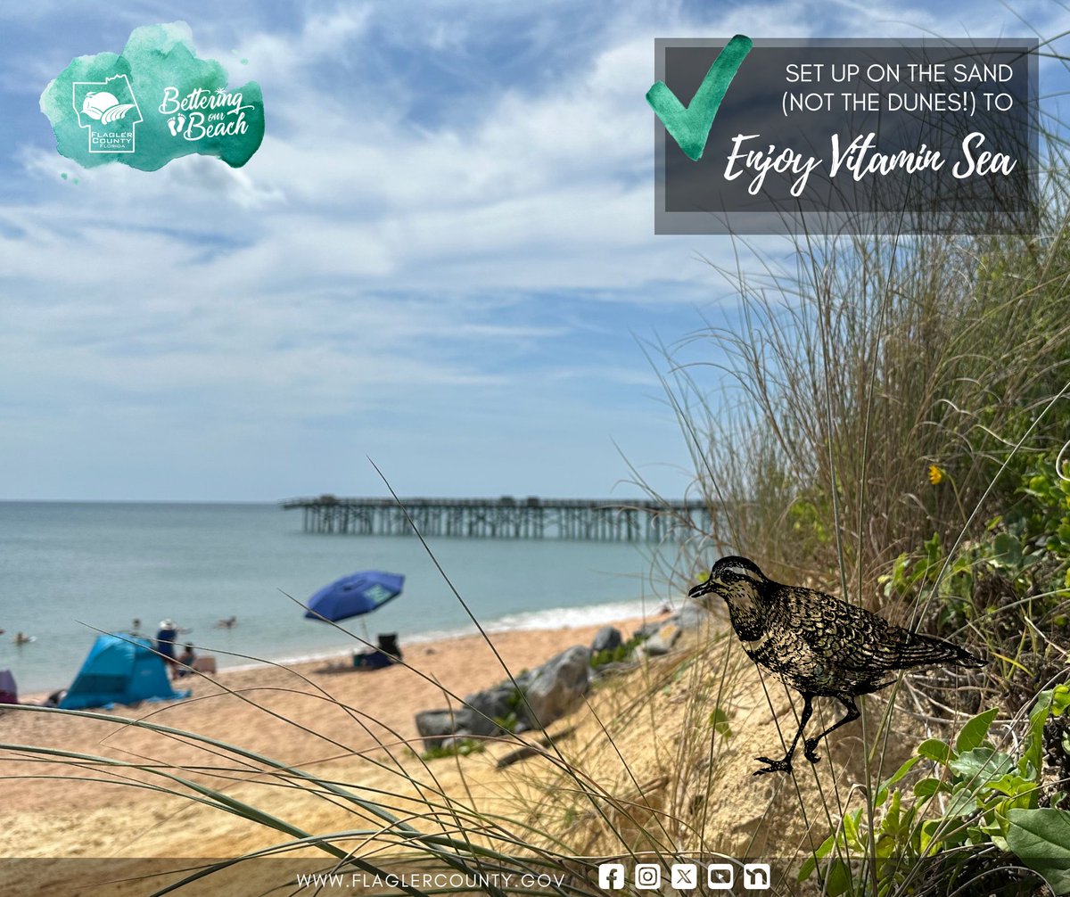FlaglerCtyGov's tweet photo. Numerous threatened and endangered species call Flagler County home. Please use designated pathways, walkovers, and parking to access the beach...not their vital dune habitat. #BetteringOurBeach #FlaglerFirst https://t.co/Ct4HGKIfPq
