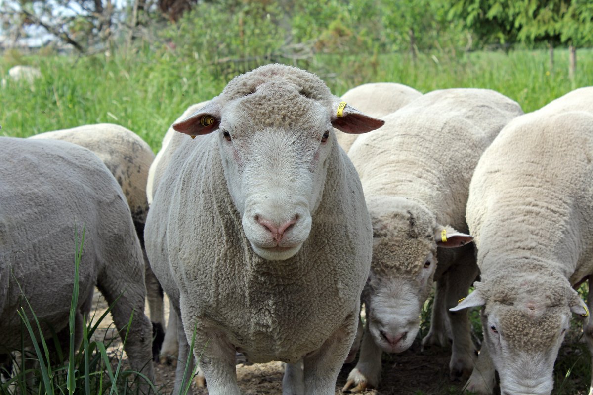 Pääsin tänään rapsuttelemaan lampaita 🤩🐑Putkisalon kartanon lampaat Rantasalmella pitävät huolta luonnonlaitumista ja tarjoutuvat välillä myös matkailijoiden rapsuteltaviksi.