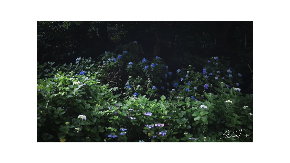 masa__624's tweet photo. 湿った紫陽花っていいな https://t.co/IBzB8L5py9