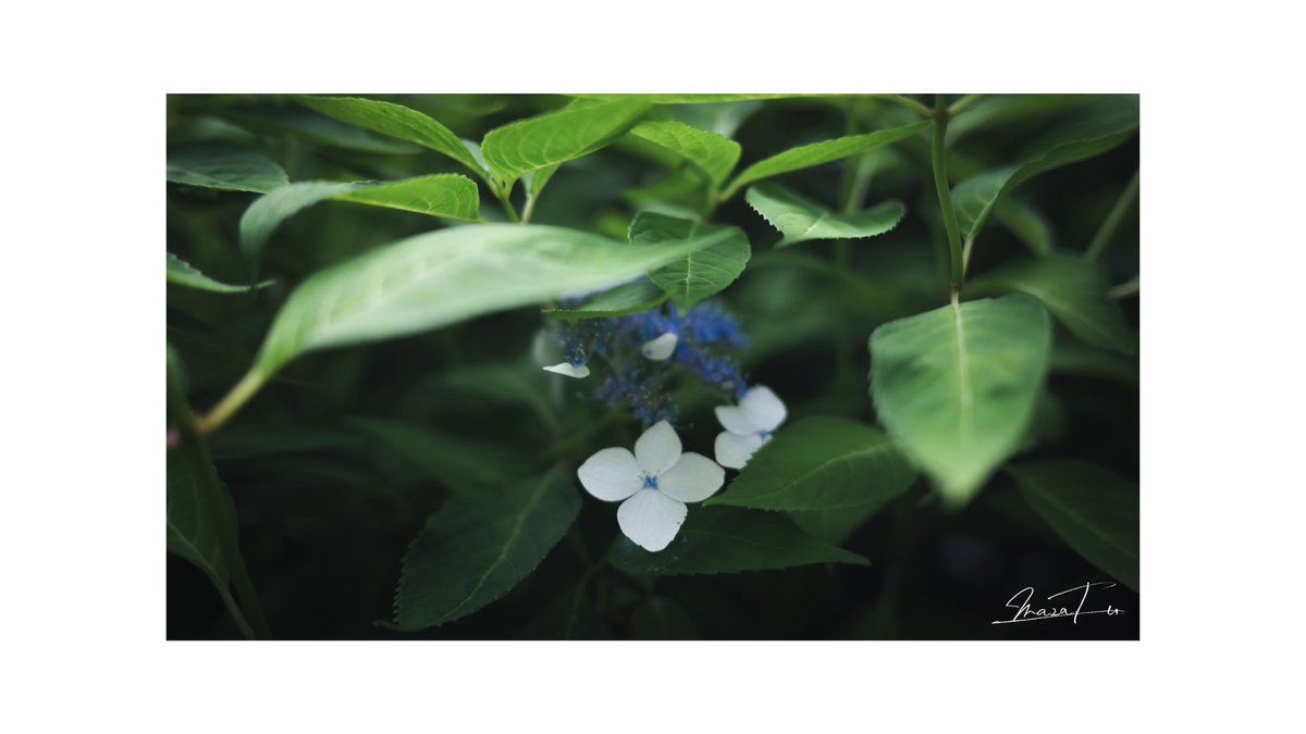 masa__624's tweet photo. 湿った紫陽花っていいな https://t.co/IBzB8L5py9