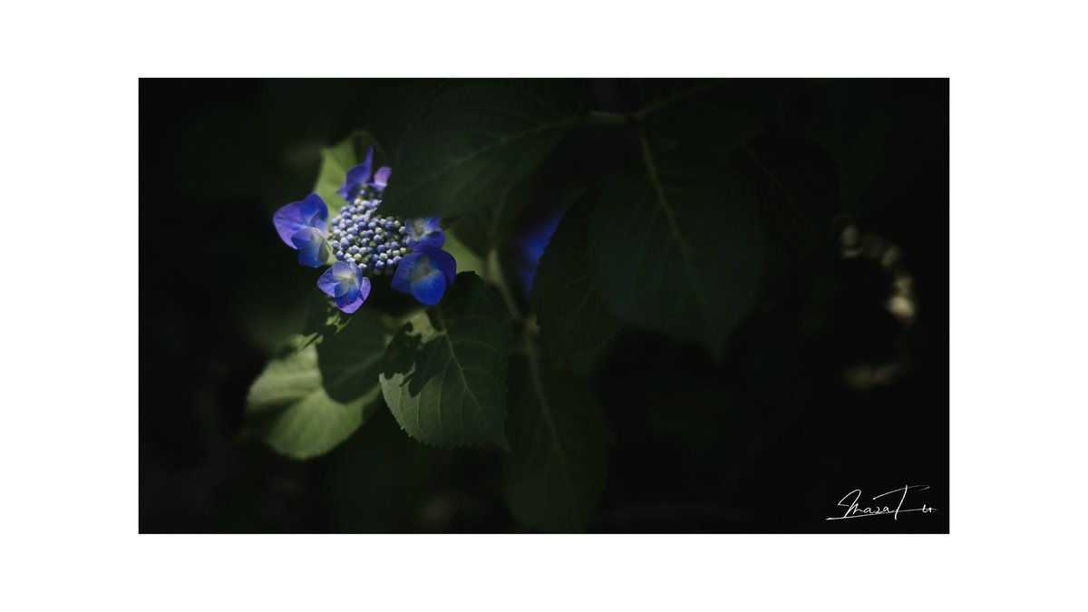 masa__624's tweet photo. 湿った紫陽花っていいな https://t.co/IBzB8L5py9