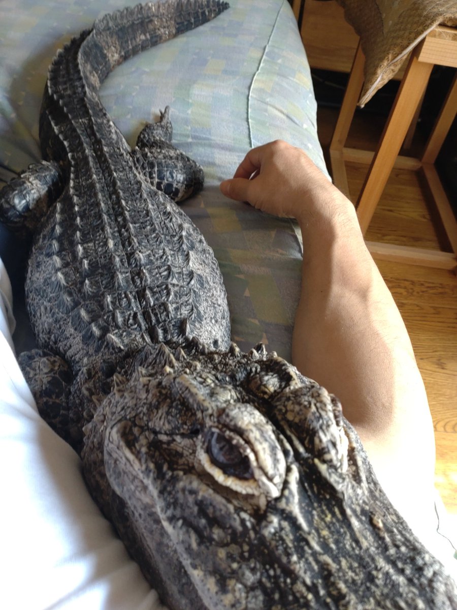 ワニのイメージアップに役立てれば😁