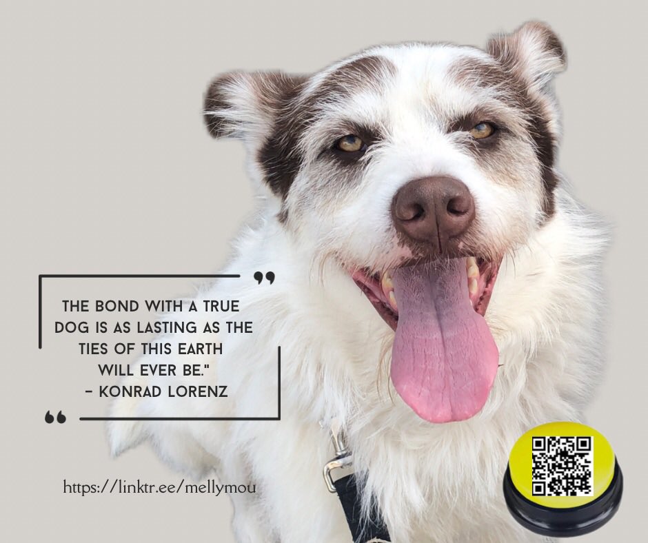 MouMelly's tweet image. Happy #613Day!

Hi, I’m Melly.
-Please like, subscribe and share.
#MellyMou #Funny 
#GenX  #PetInfluencer #Autism #AAC #ViralPets 
 #lanarkcounty #Funnydog
#DogButtons #LabHusky
#voiceover #DogVideos 
#fypシviralシ2024 #fypシ゚viralシ #fypシ

linktr.ee/mellymou