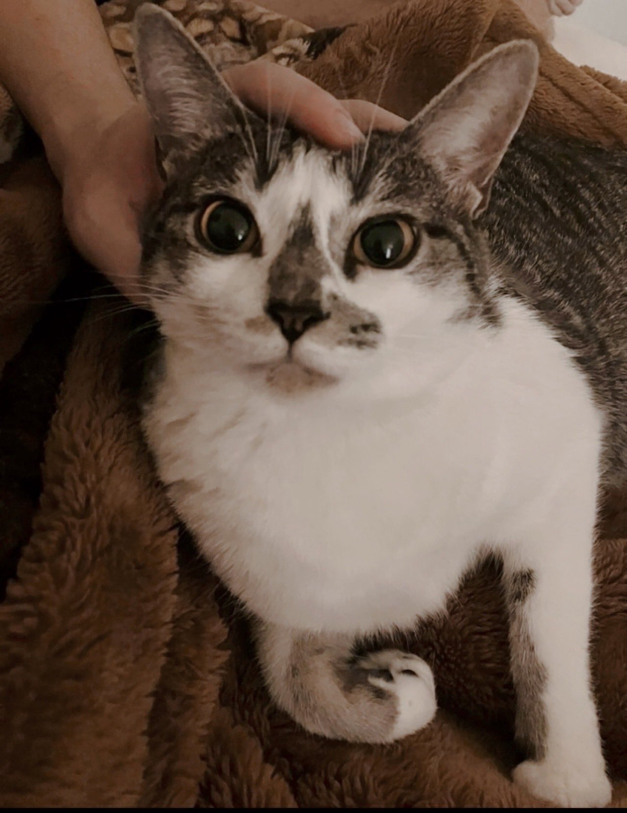 マルハニチロ 子持ち からふと ししゃも 3Lサイズ