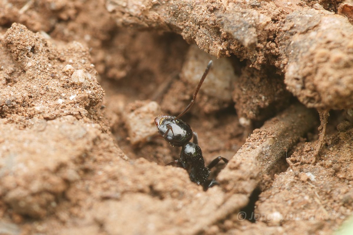 Bajcaridris theryi, endemic ant of the Middle Atlas Mountains. Maybe one of the first pictures of living specimens online..?

Notes: These ants seemed to be collecting pollens in their maxilla+labium. Individual exiting nests had clear decrease in pollen but no other evidence.