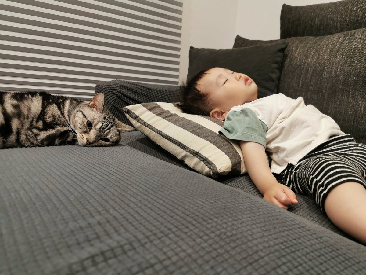 NICO_cat1205's tweet photo. 【速報！！】
ラテさん、擬態を覚える🐱💥🙄
おまけに最近のニコラテも✋

#猫好きと繋がりたい 
#猫画像 https://t.co/deXwKJTXtU