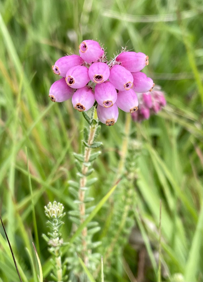 Peter Vaughan (@pvaughanecology) on Twitter photo Cross-leaved Heath (Erica tetralix). On a <a href="/HantsIWWildlife/">Hampshire & Isle of Wight Wildlife Trust</a> humid #heathland reserve, north-east #Hampshire, 13/06/2024. Cross-leaved Heath (Erica tetralix). On a <a href="/HantsIWWildlife/">Hampshire & Isle of Wight Wildlife Trust</a> humid #heathland reserve, north-east #Hampshire, 13/06/2024.