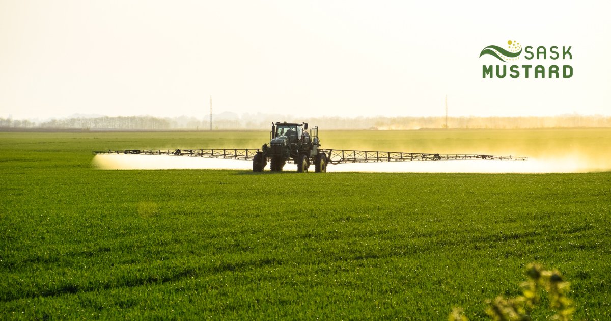 🐛 Weeds creeping up in your mustard fields? Pests starting to visit? 

💡Find answers for your weed and pest control questions in the Mustard Production Manual saskmustard.com/production-man…

#WeedControl #PestControl