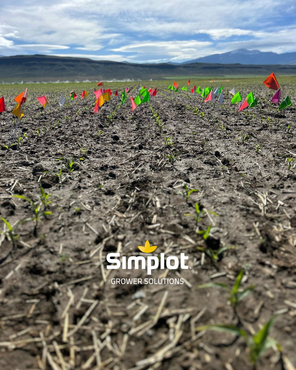 Evaluating planter performance and emergence a few weeks ago with a flag test in Southern Idaho! 🙌