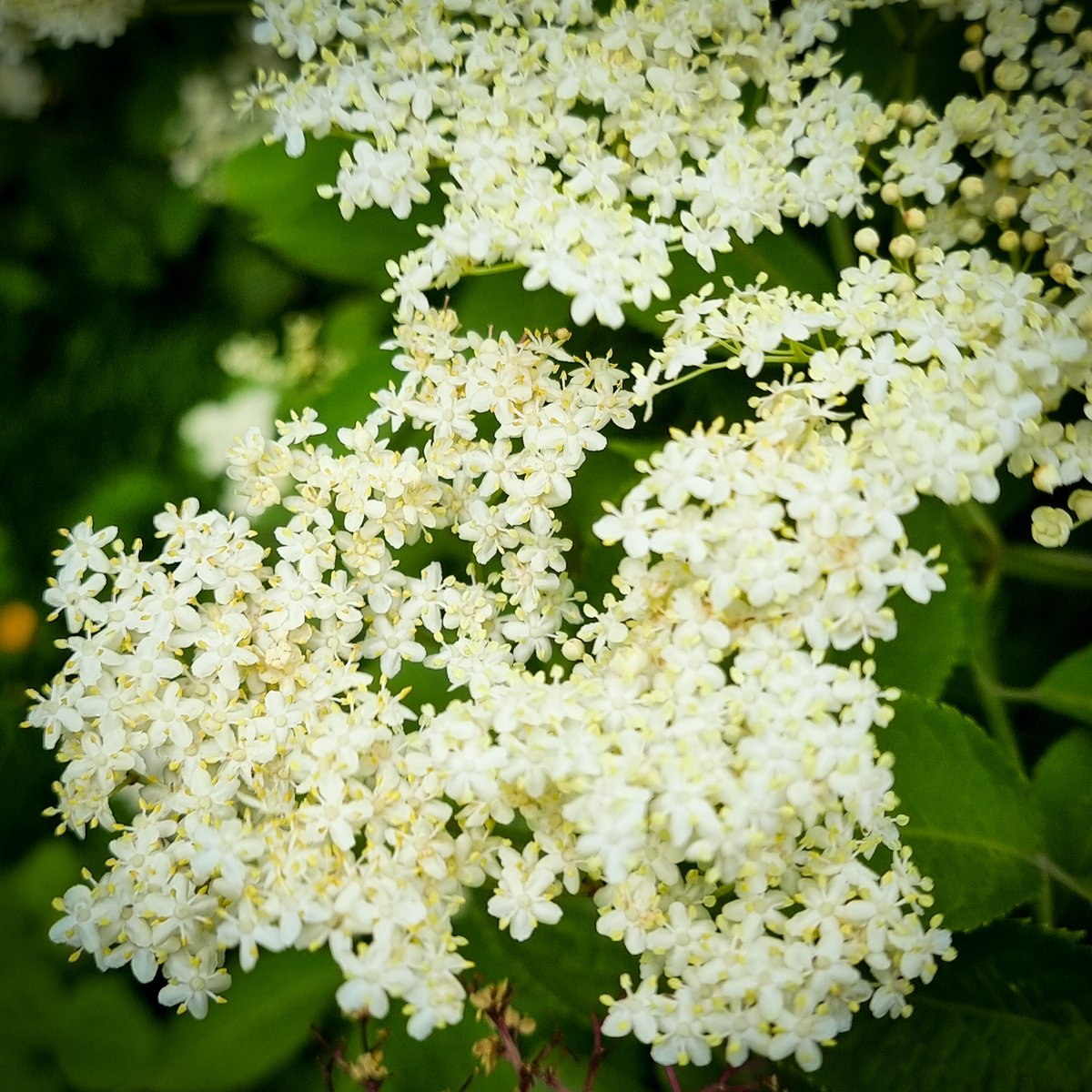 This Week's Lunch Menu 👀

Sea Trout / Celery / Parsley
Asparagus / Radicchio / Bread Sauce
Duck / Aubergine / Jalapeno
Strawberry / Buttermilk / Elderflower

£55 incl. bites &amp; snacks, bread, petit fours.

Book now via the link in our bio! 

#MichelinGuide #LunchMenu #FineDining