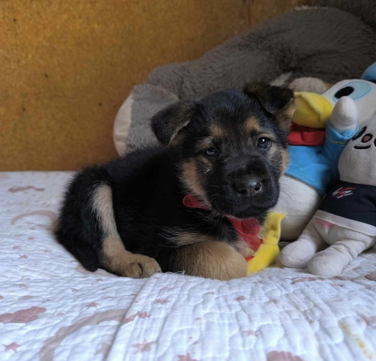 eltuitdemarsh's tweet photo. Hermosa bebita, de aproximados 3 meses, necesita un hogar tras haber sido abandonada. Si deseas adoptarla, llama al 972212555. Favor RT!
#ViñaDelMar https://t.co/6uez5CIrkD