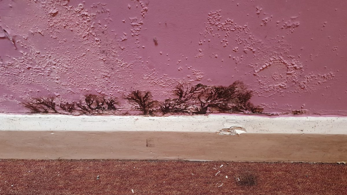 CamsureH's tweet image. 🏠 Surveyor Simon found this potential dry rot hiding behind a skirting board. Further investigation needed.  #HomeSurvey #DryRot #PropertyProblems #SurveyorLife