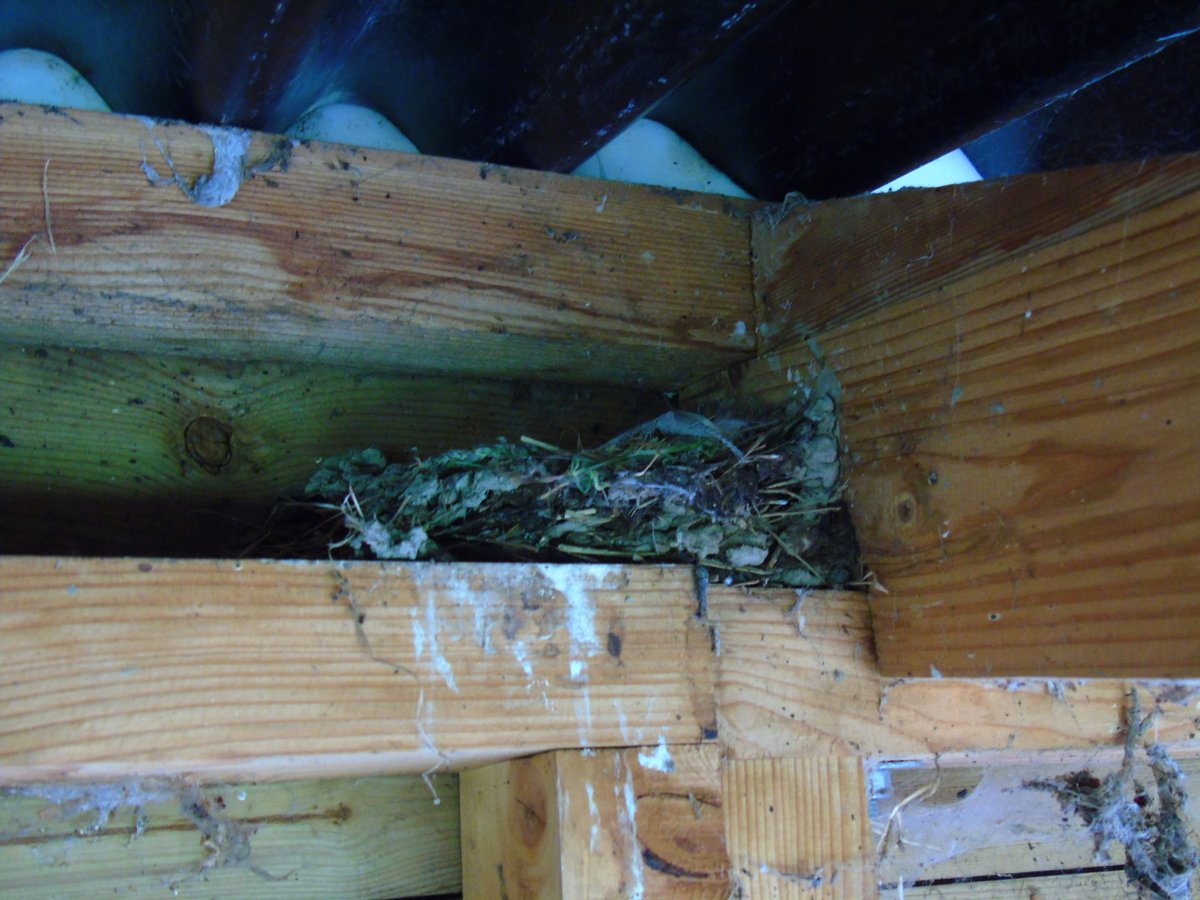OareMarshes's tweet image. #MyPatch yes'd. A bit blustery but plenty to see on E scrape. MedGull, Lapwing, BtGods, lots Coot, Gadwall etc..plenty ducklings. Contrary to my post (23 May)..the E hide swallows are back and rebuilt nest (hooray). A surprise meet with Jim and Nancy Moir (of Painting Birds)