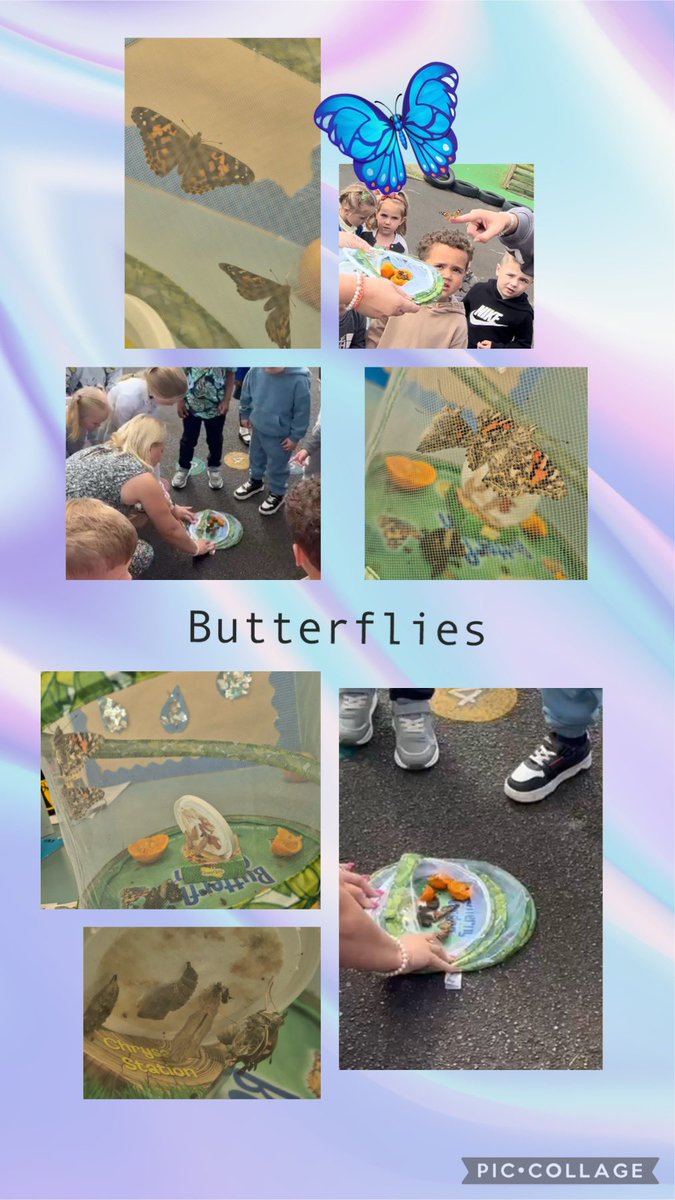 MrsMWells17's tweet photo. We watched the life cycle of a butterfly and today we released the butterflies. @MiltonPrimary17 #lifecycle #butterflies https://t.co/7vKDOIUZDN
