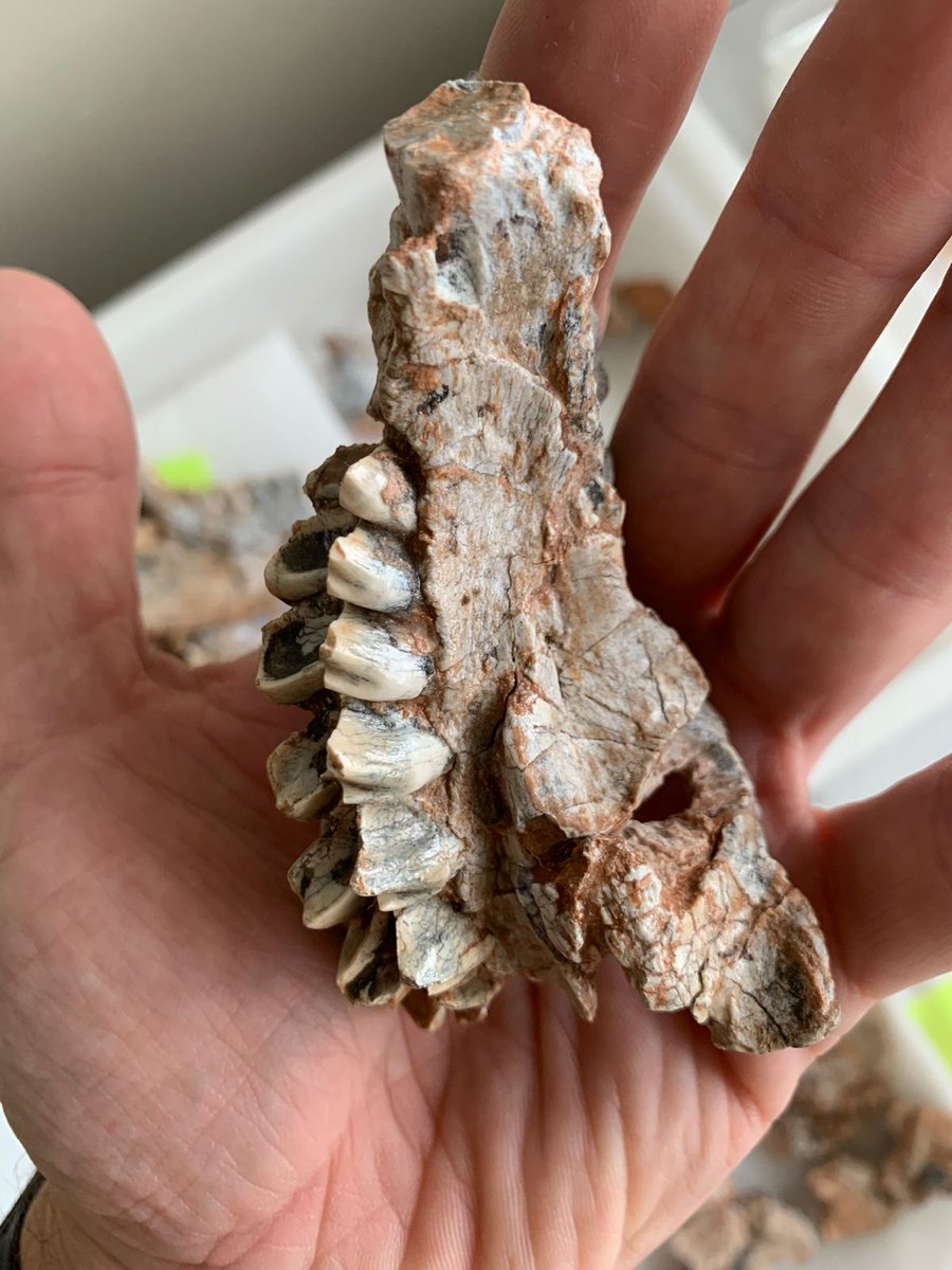 On this #FossilFriday, we celebrate our research team’s master's student <a href="/jaaqlina/">jaqueline</a> , who has just submitted her first scientific paper on a crazy bonebed of the cynodont Exaeretodon riograndensis!