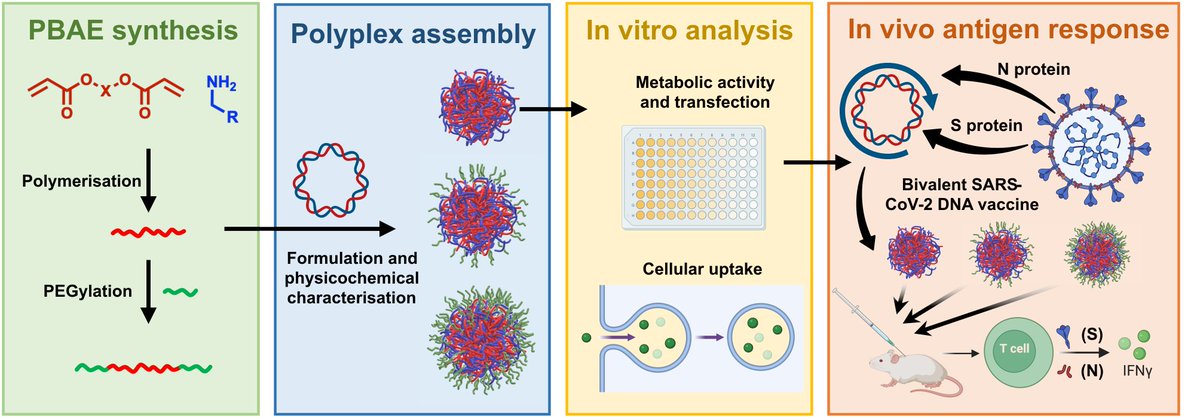 Pratik Gurnani (@pratik_gurnani) on Twitter photo Exceptionally pleased to announce our latest paper now published in 🥳Biomaterials, led by the brilliant <a href="/hulyabyrkttn/">Hulya Bayraktutan</a> in collaboration with Scancell. sciencedirect.com/science/articl… Exceptionally pleased to announce our latest paper now published in 🥳Biomaterials, led by the brilliant <a href="/hulyabyrkttn/">Hulya Bayraktutan</a> in collaboration with Scancell. sciencedirect.com/science/articl…