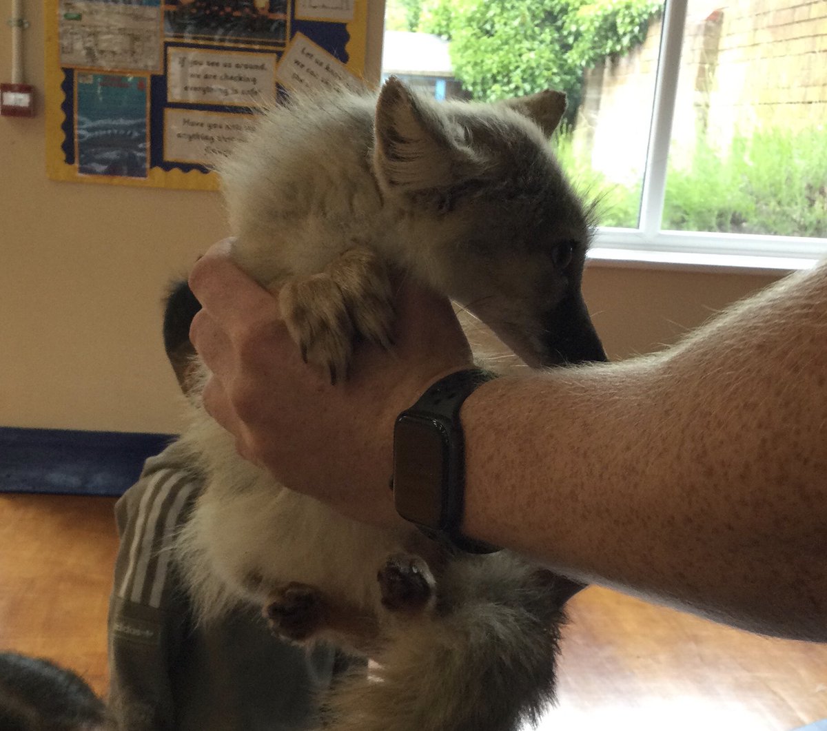 Woden Primary tweet media