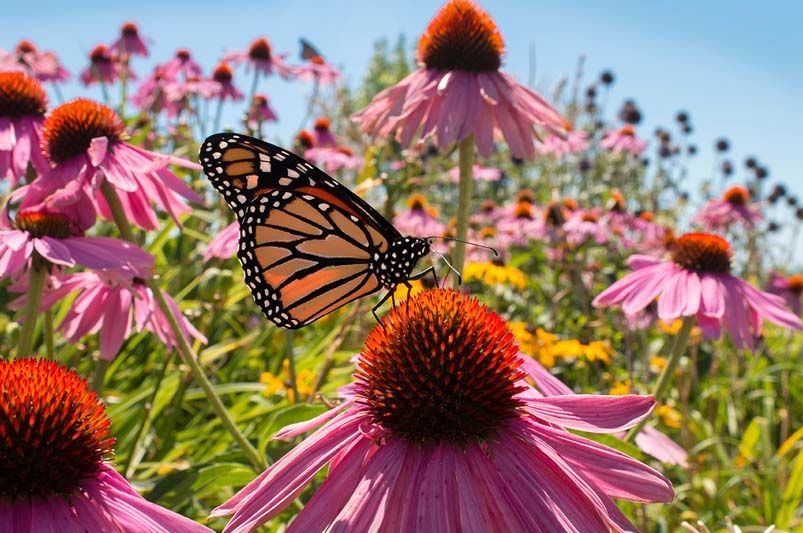 Want to get your garden and or outdoor space back into prime form? It may not be as tough as it seems. Here are some of the best looking flowers  to add today! 

#June #Garden #Summer #Heat

buff.ly/4b13utK