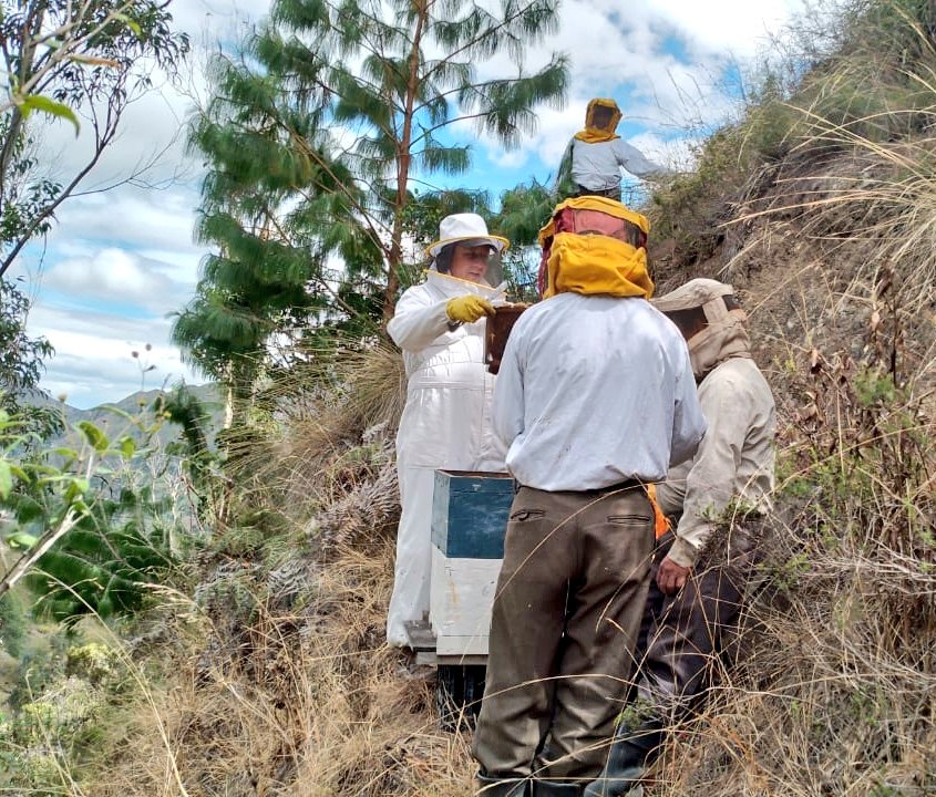 Agricultura_CZ7's tweet photo. #Loja | Fortalecemos las actividades productivas del pequeño productor 👨‍🌾
➡️ Capacitación en el manejo de pastos a productores de cuyes de la parroquia #Chantaco.
➡️ Capacitación teórica-práctica en el manejo tecnificado de colmenas a productores apícolas. https://t.co/Qqo4yEYEYr
