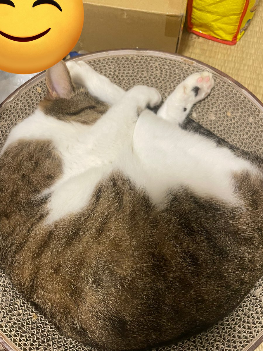 pi__0816's tweet photo. かわち。 https://t.co/zOZcjxyntv