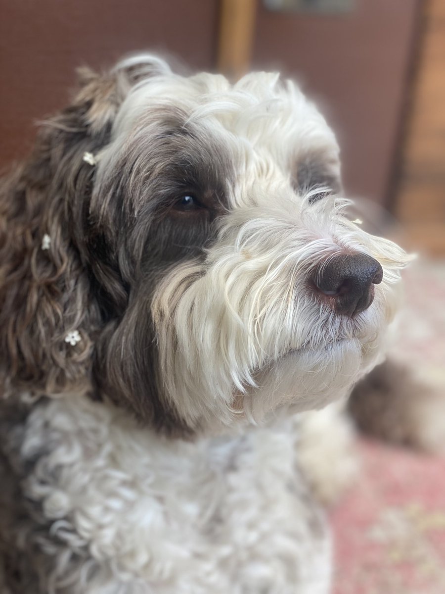 Mum does a squeal cause I got blossoms on me lug oles 🌼