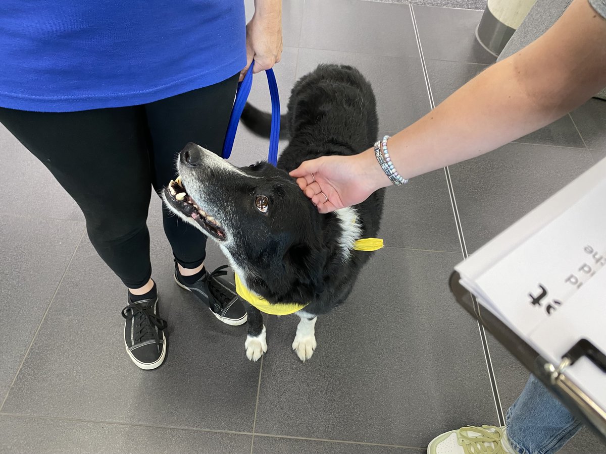 🐶 Meet Billy, one of the emotional support dogs attending our #MergedFutures6 event today and a big hit with all our visitors!