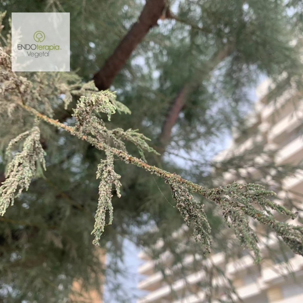 Nos gustaria mostraros el pulgon en Tamarisco (Tamarix), familia de las Tamaricáceas.

El tamarisco es un árbol muy resistente a todo tipo de suelos pero no al pulgón...

Vive bien en los terrenos salobres, incluso empapados de agua. Tiene un aspecto plumoso.

 #endoterapia