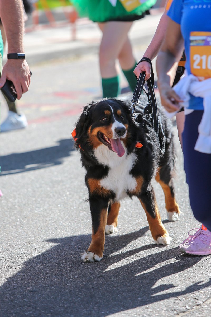 runcolfax's tweet image. Who else runs with their 4 legged friend?!?!

#RunColfax #RunWithDogs #Running