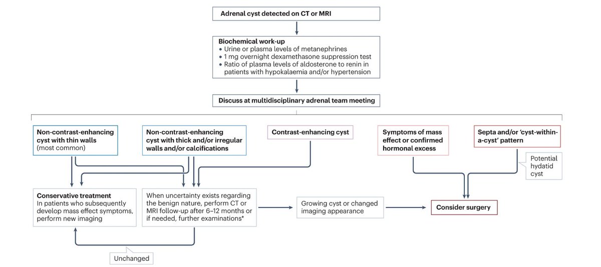 Henrik Falhammar and colleagues discuss the pathogenesis and clinical management of #adrenal cysts (£) go.nature.com/3HG5E5W