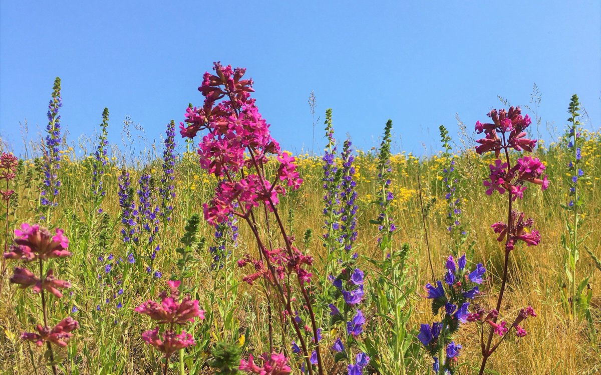 LifeSciHelsinki's tweet image. Tiedossa on luonnonystävien superviikonloppu! 🌞
🐝Osallistu pölyttäjäbongaukseen 🐝
#Pölyttäjäviikonloppu #Pölyttäjät
🌻Ihaile sunnuntaina luonnonkukkia! 💚
#luonnonkukat