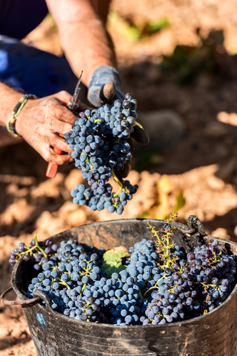 BASF_AgroES's tweet photo. El clima, el suelo, la poda y las labores culturales son clave para un buen #racimo 🍇
Descubre las principales #plagas y #enfermedades que pueden afectar a nuestro cultivo de #uva y cuáles son las claves para mantenerlo sano en este #CAMPOSCOPIO
https://t.co/6v3kG5HT0T https://t.co/rXfmB4UGJk