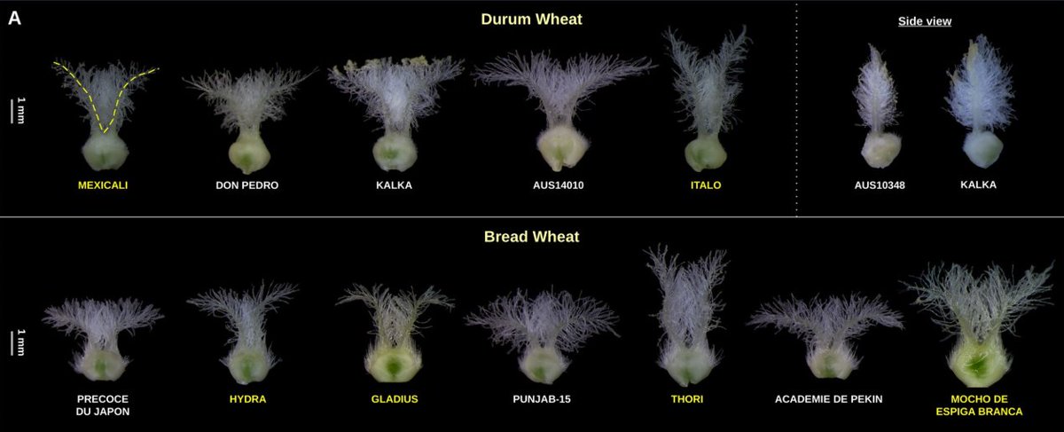 Takashi Okada (@takashiokada11) on Twitter photo Our genetic study found that the dwarfing allele Rht14 of durum wheat associates with greater stigma length. Great work Margie! <a href="/TheorApplGenet/">TheorApplGenet</a>
doi.org/10.1007/s00122… Our genetic study found that the dwarfing allele Rht14 of durum wheat associates with greater stigma length. Great work Margie! <a href="/TheorApplGenet/">TheorApplGenet</a>
doi.org/10.1007/s00122…