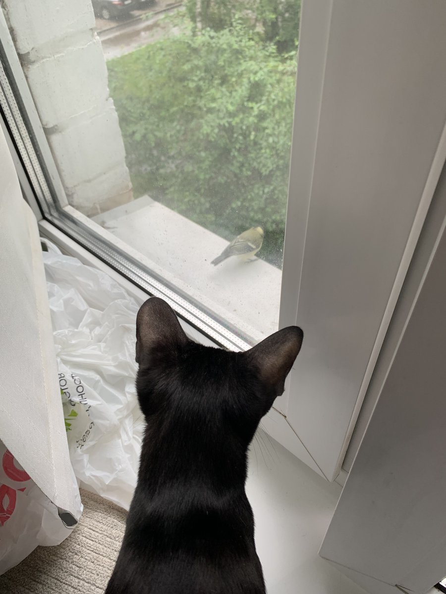 aaerialss's tweet photo. Держите кошку, которая сегодня увидела птицу в окно https://t.co/zFJC42JOTg