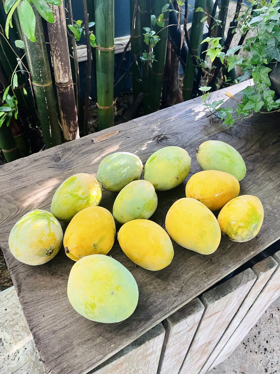 Great Mango harvest today!!
⁦<a href="/kevaldesai/">Keval Desai</a>⁩