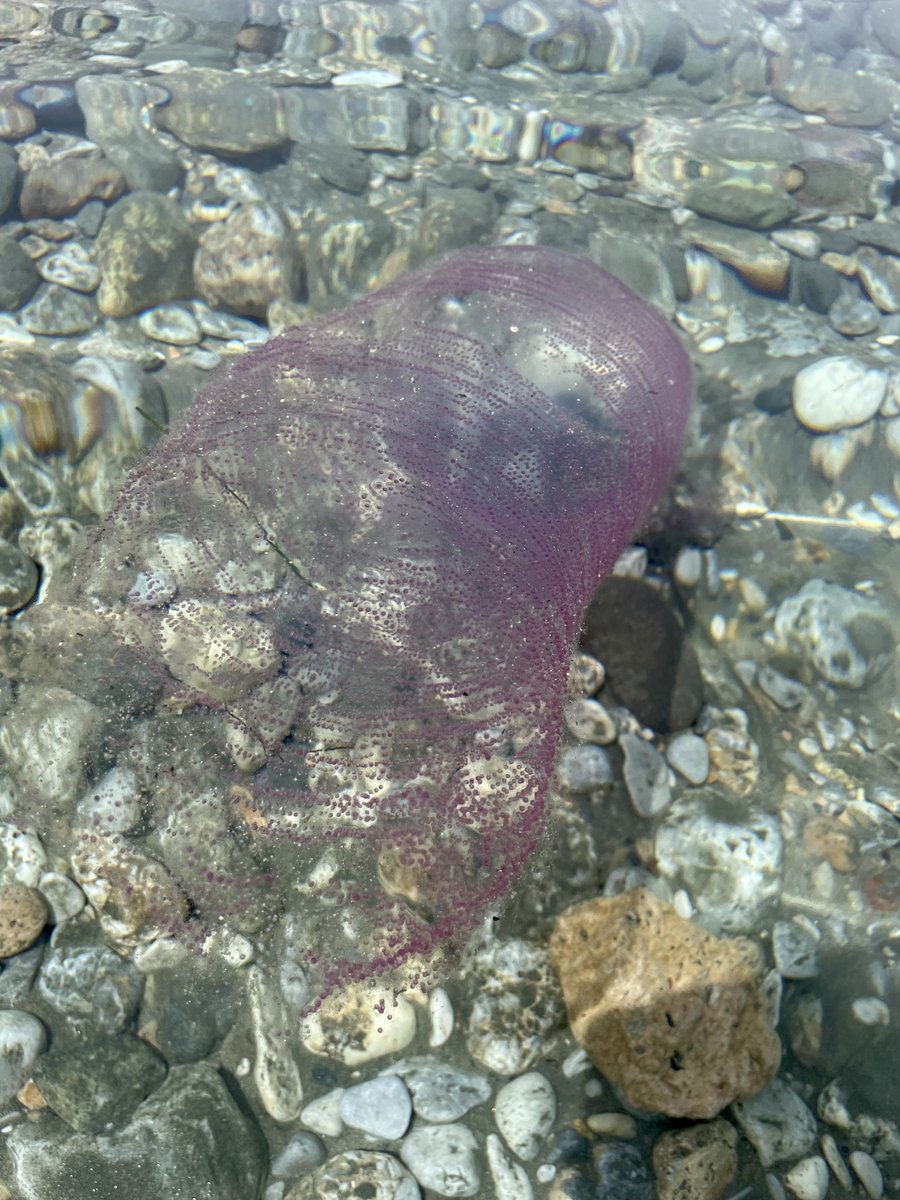 An interesting find on a beach walk today in Kalymnos, Greece and from some googling I believe this is a pyrosome? I could only find one species known in the region which to me looked different to this but I'd  love to get some insight if anyone knows more about this species!