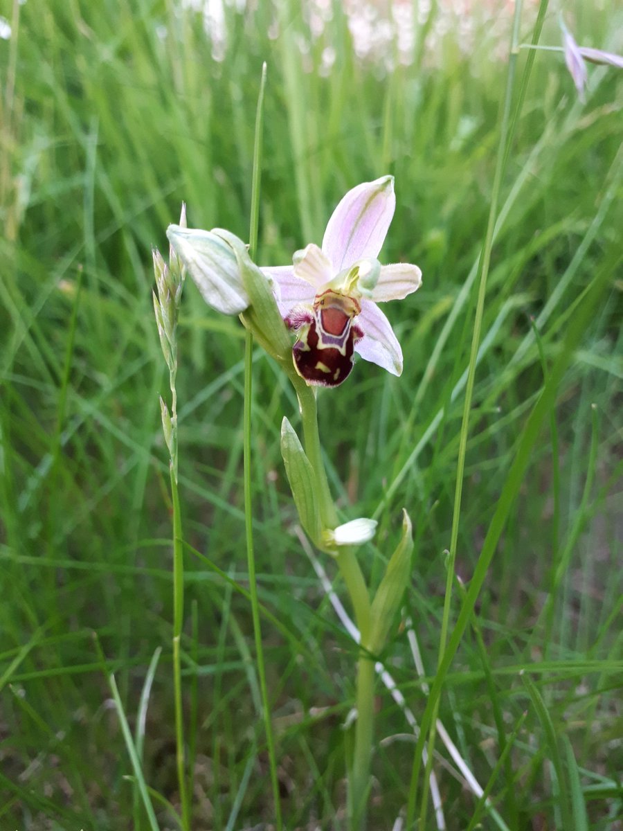 KJ_H4wkins's tweet photo. Day 14 #30DaysWild and #BreakfastOutside.
Found a bee orchid. 
In. My. Front. Garden!! 🤩 https://t.co/0gJfgvMNBA