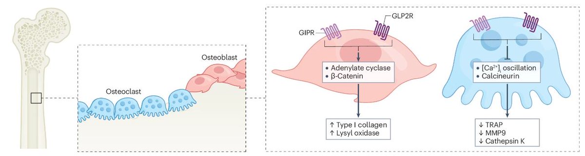 Nature Reviews Endocrinology (@naturerevendo) on Twitter photo New this week: a Review discussing gut hormones and #bone homeostasis, which also considers potential implications for therapeutics aimed at treating bone fragility (£) go.nature.com/3xoNTWU <a href="/gerom_lab/">RMeS_UMR1229 <a href="/UnivAngers/">Université d'Angers</a></a> @RMeS_UMR1229 @UnivAngers New this week: a Review discussing gut hormones and #bone homeostasis, which also considers potential implications for therapeutics aimed at treating bone fragility (£) go.nature.com/3xoNTWU <a href="/gerom_lab/">RMeS_UMR1229 <a href="/UnivAngers/">Université d'Angers</a></a> @RMeS_UMR1229 @UnivAngers