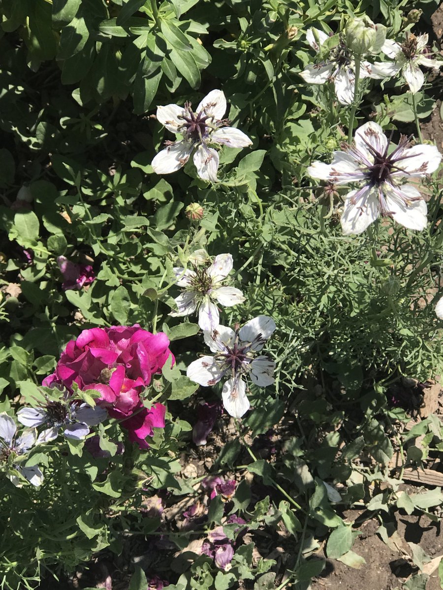 PaliGranny's tweet image. First time Nigella African Bride. #gardensoftwitter
