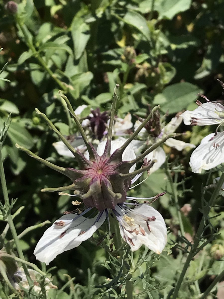 PaliGranny's tweet image. First time Nigella African Bride. #gardensoftwitter