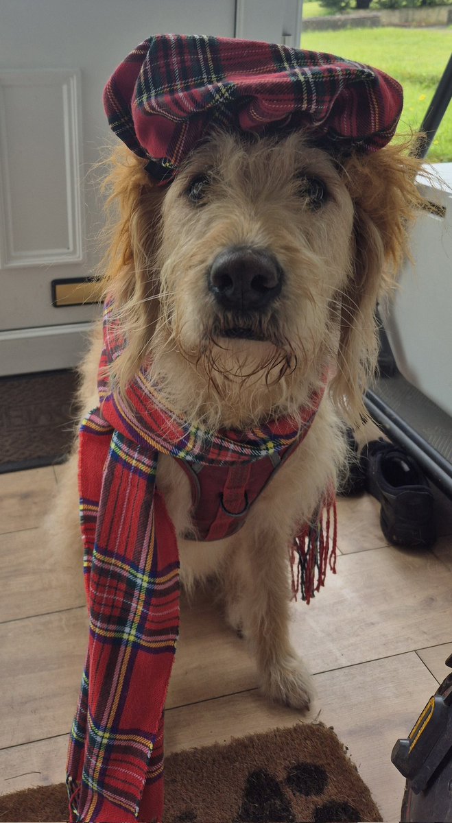 Fiona Carmichael tweet media