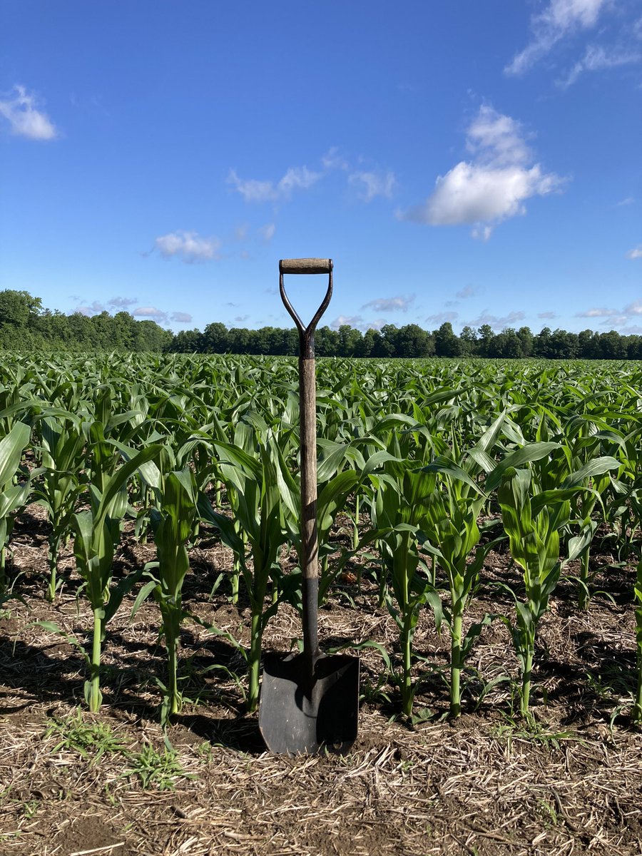 logel_chris's tweet image. Some gorgeous P9466AML loving last nights rain and this morning‘s sunshine! Shoulder high 1st of July