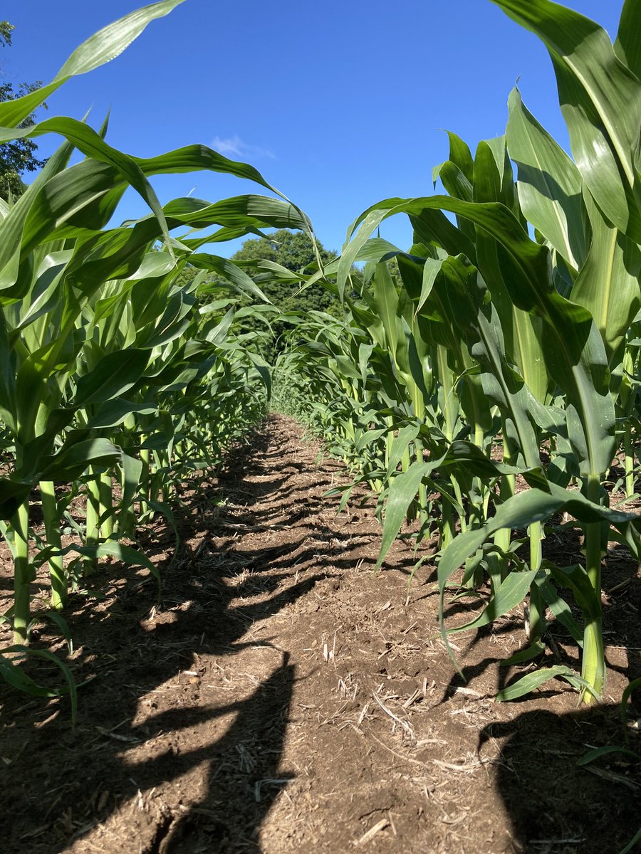 logel_chris's tweet image. Some gorgeous P9466AML loving last nights rain and this morning‘s sunshine! Shoulder high 1st of July