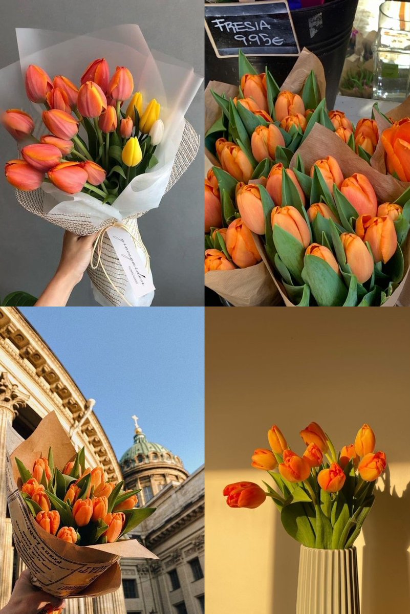 Orange tulips