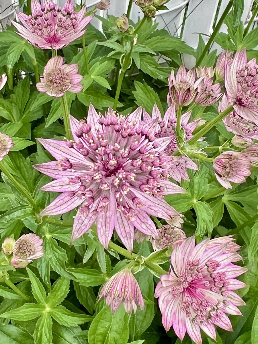 PamPetrakos's tweet photo. 🩷 🌸 Astrantia major “Roma” 🩷🌸 flowering so beautifully in my June garden 🌞😍💞 #PinkFriday #FlowersonFriday #flowers
#astrantia #gardening #masterwort https://t.co/tACXXMQREk